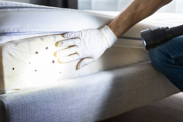 Trusted Sayre, OK Pest Control Experts