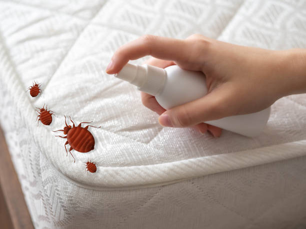 Best Pest Prevention Services  in Sayre, OK