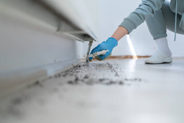 Best Insect Control  in Sayre, OK